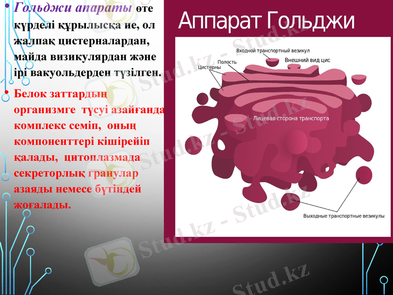 Slide 13