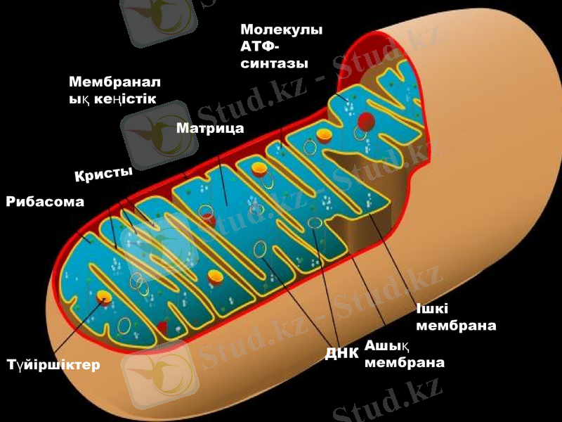 Slide 9