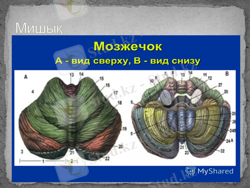 Slide 10