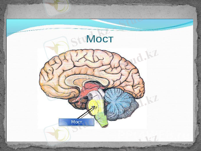Slide 7