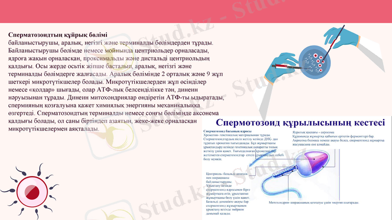Slide 7