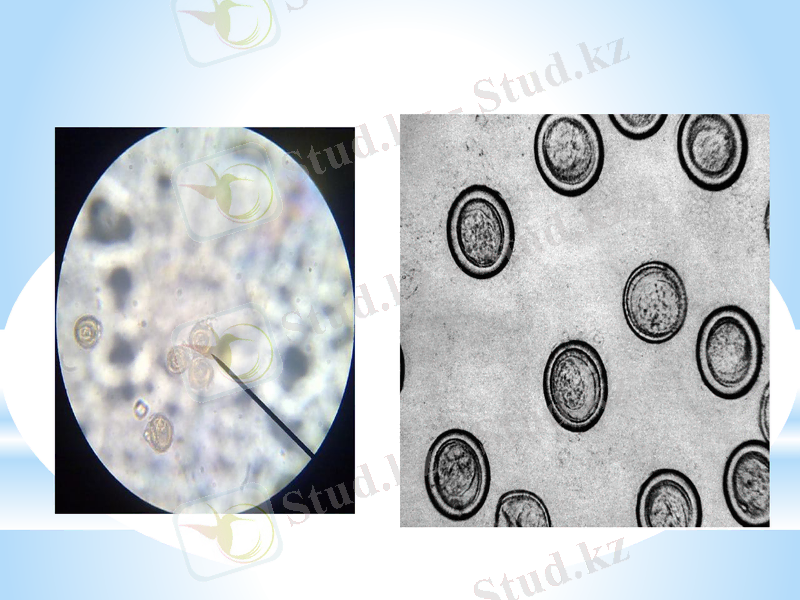 Slide 9