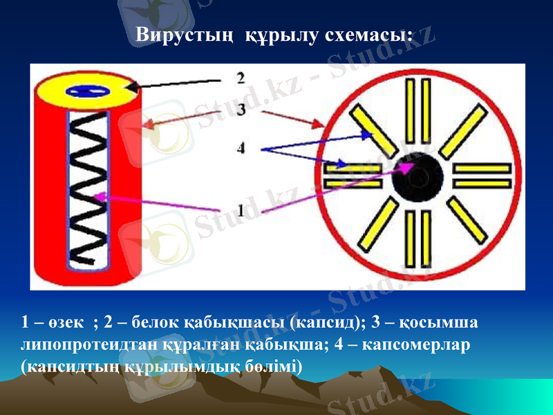 Slide 8