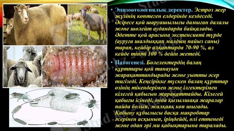 Slide 11