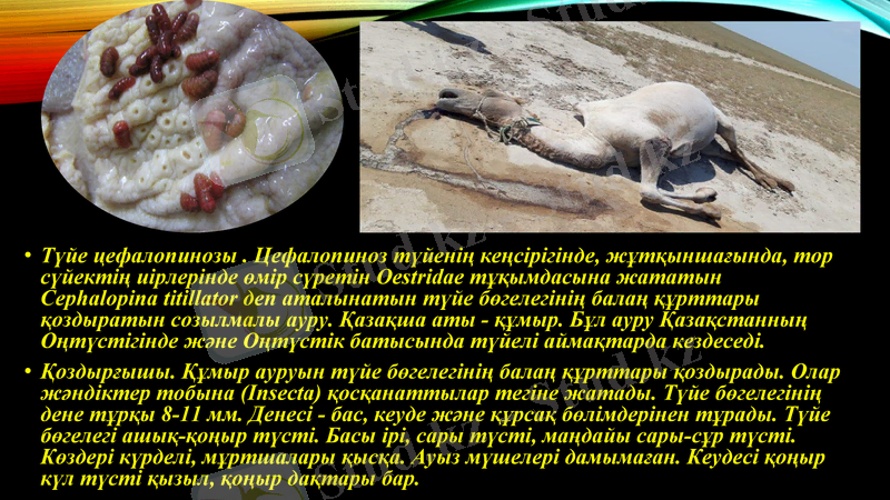 Slide 17