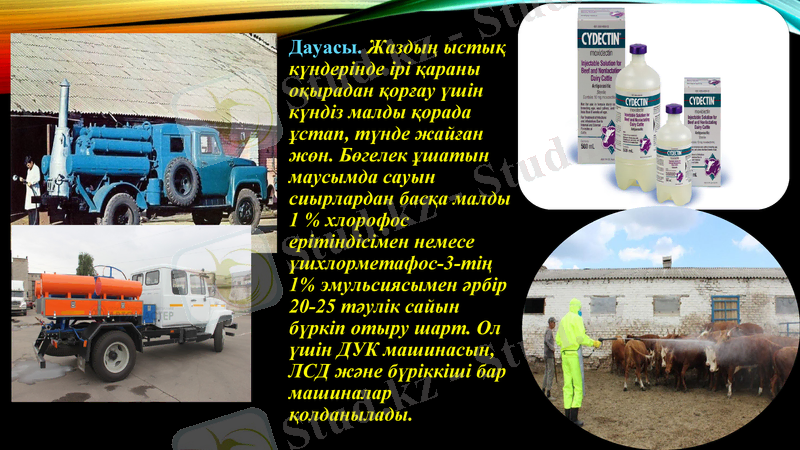 Slide 8