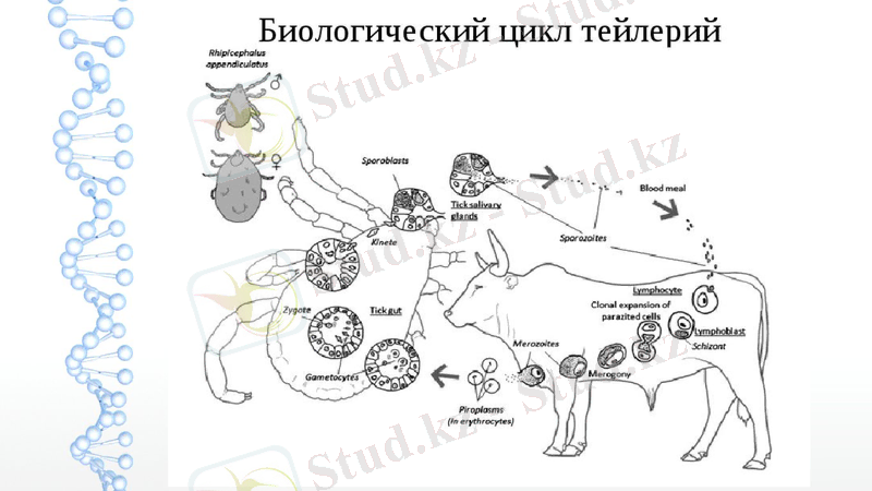 Slide 7