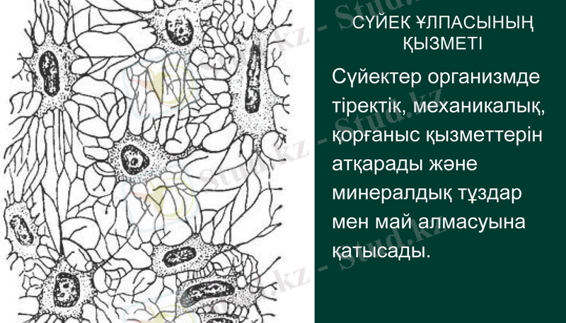 Slide 10