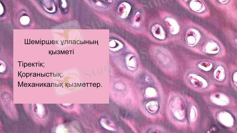 Slide 7