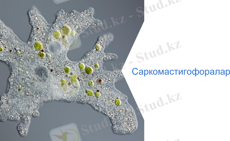 Slide 1