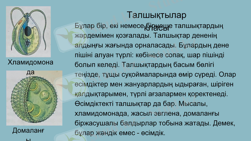 Slide 9