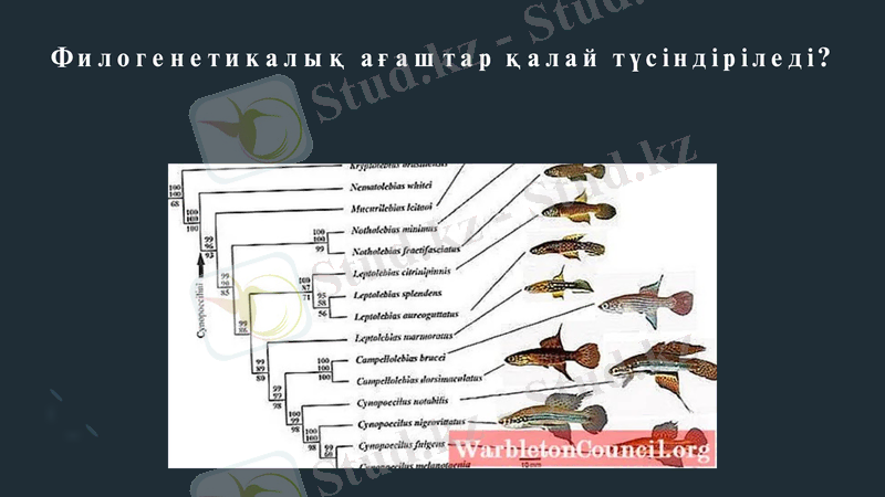 Slide 6