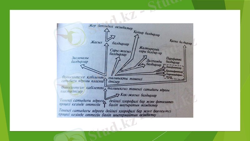 Slide 11