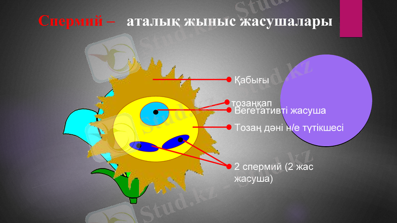 Slide 11