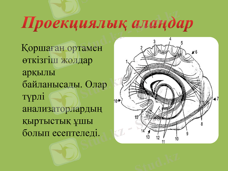 Slide 7