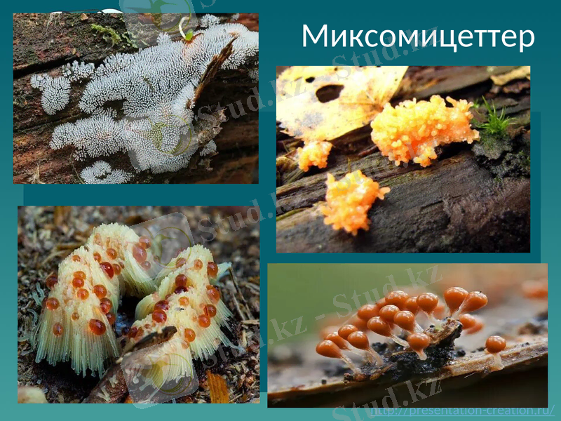 Slide 10