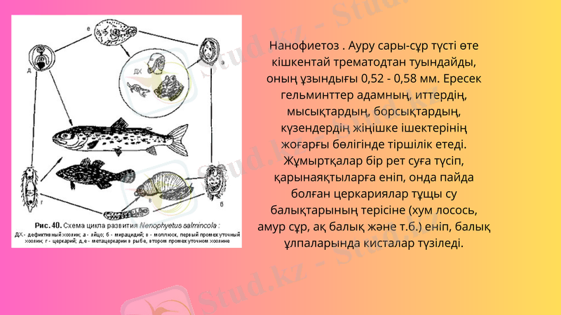 Slide 7