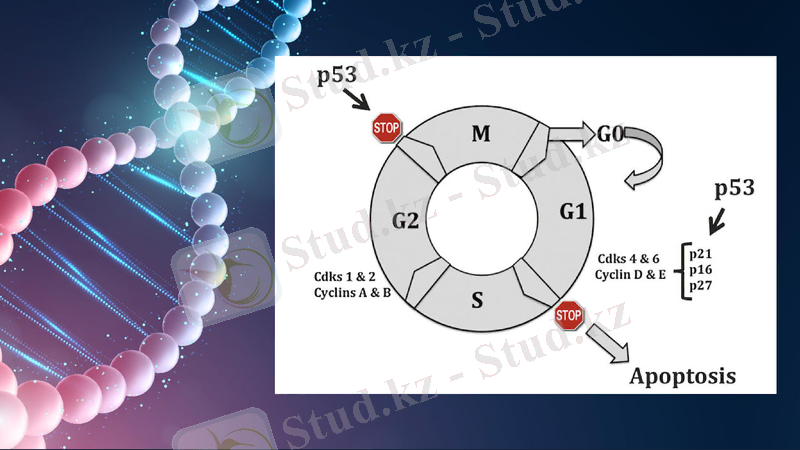 Slide 11