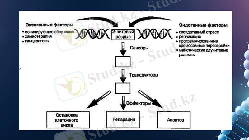 Slide 9