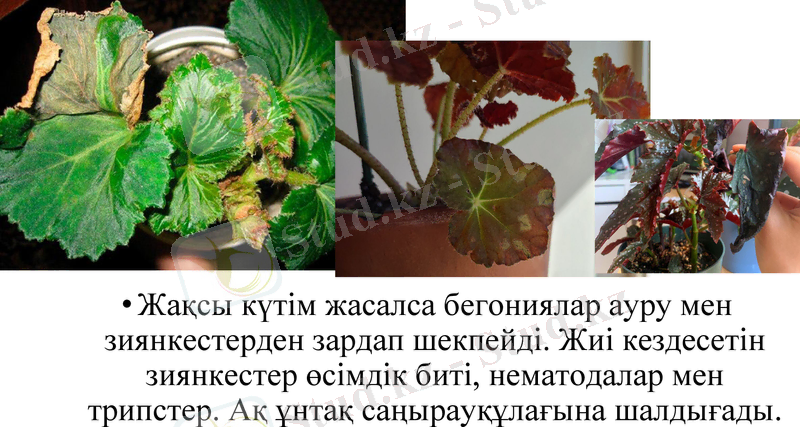 Slide 9