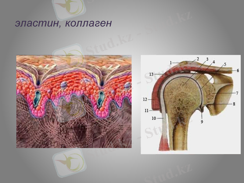 Slide 11