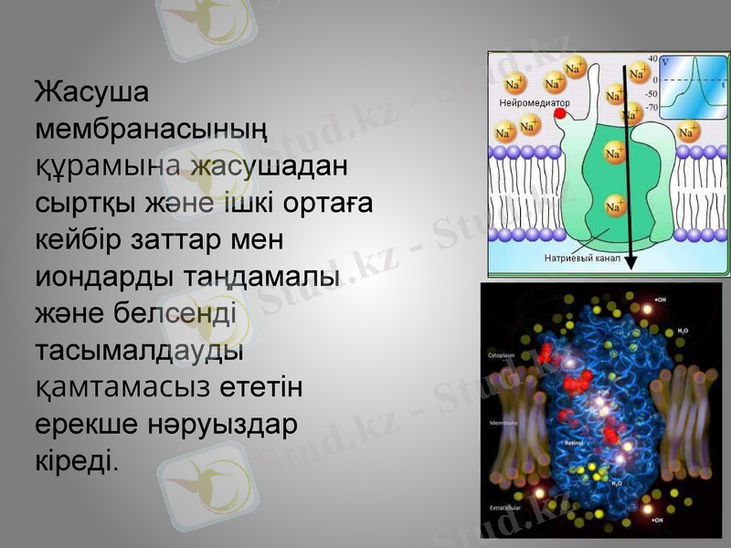 Slide 13