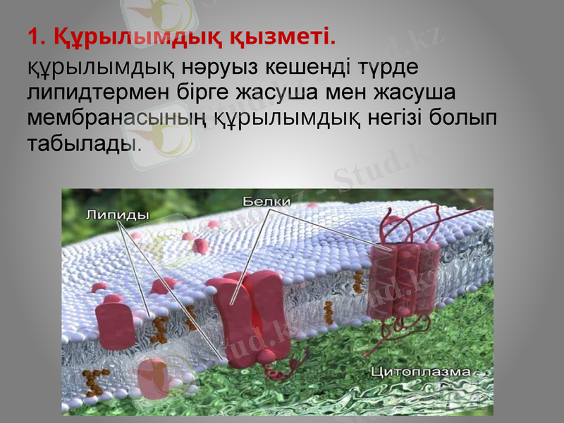 Slide 9