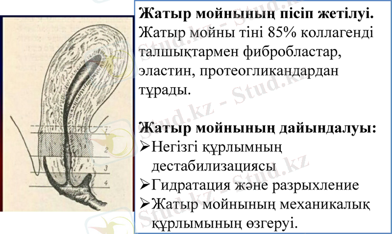 Slide 11