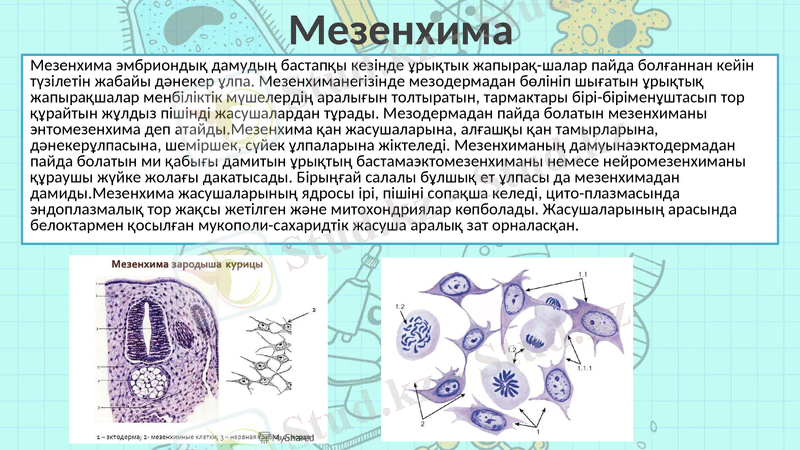 Slide 5