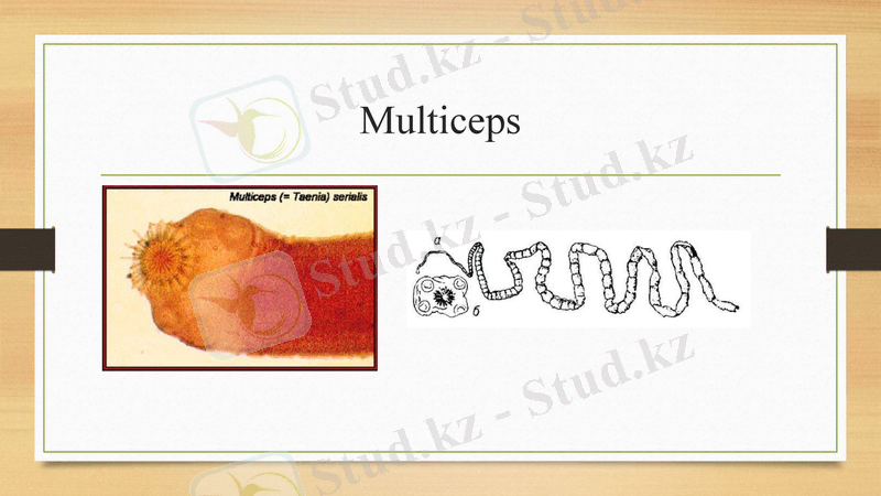 Slide 6