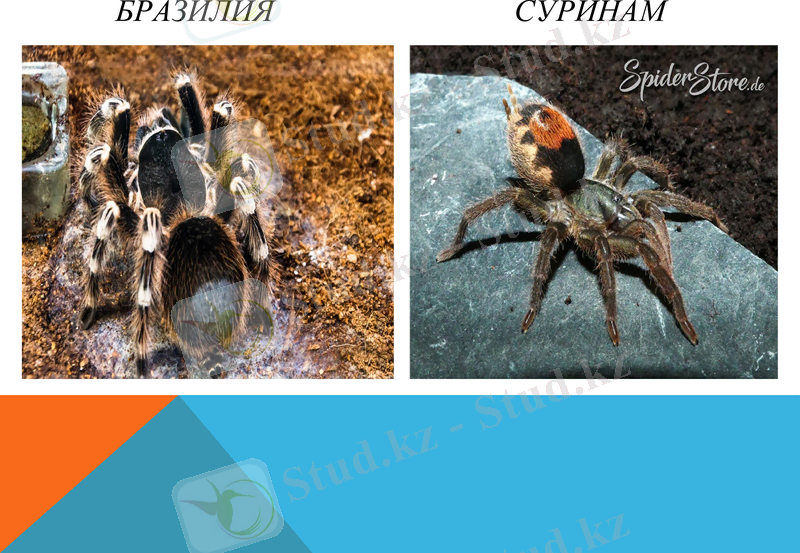 Slide 5