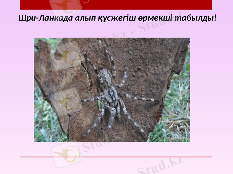 Slide 7