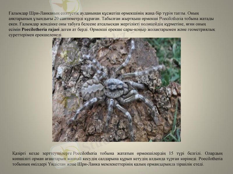 Slide 8