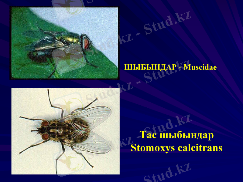 Slide 31