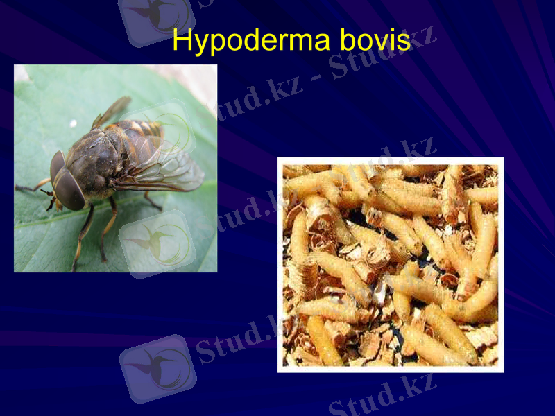 Slide 6