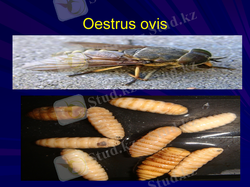 Slide 9