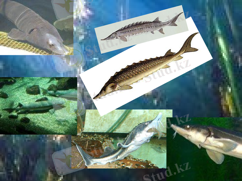 Slide 11
