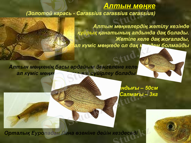 Slide 27