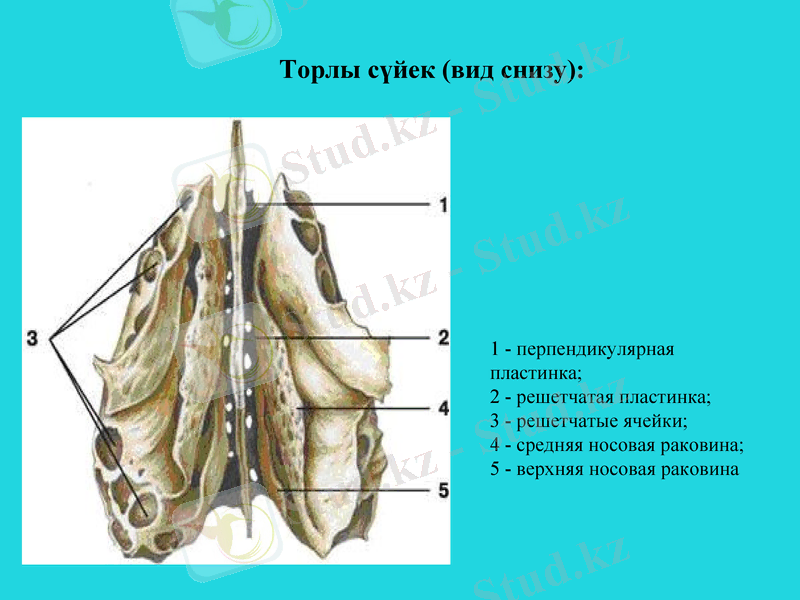 Slide 11