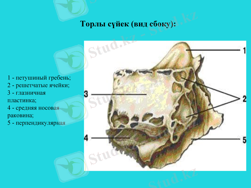 Slide 12