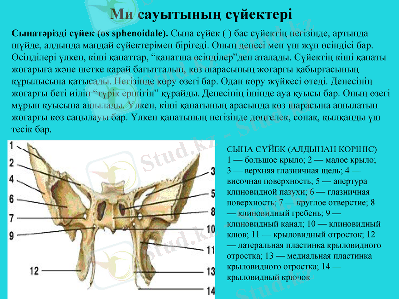 Slide 13