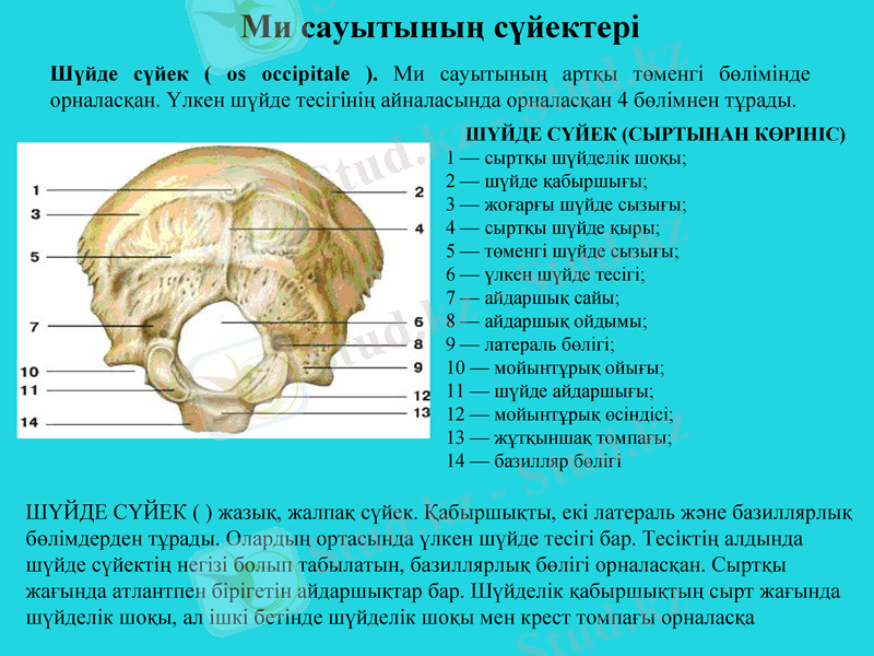 Slide 8
