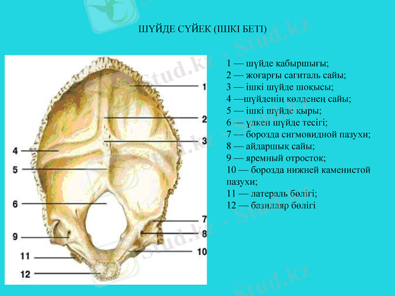 Slide 9