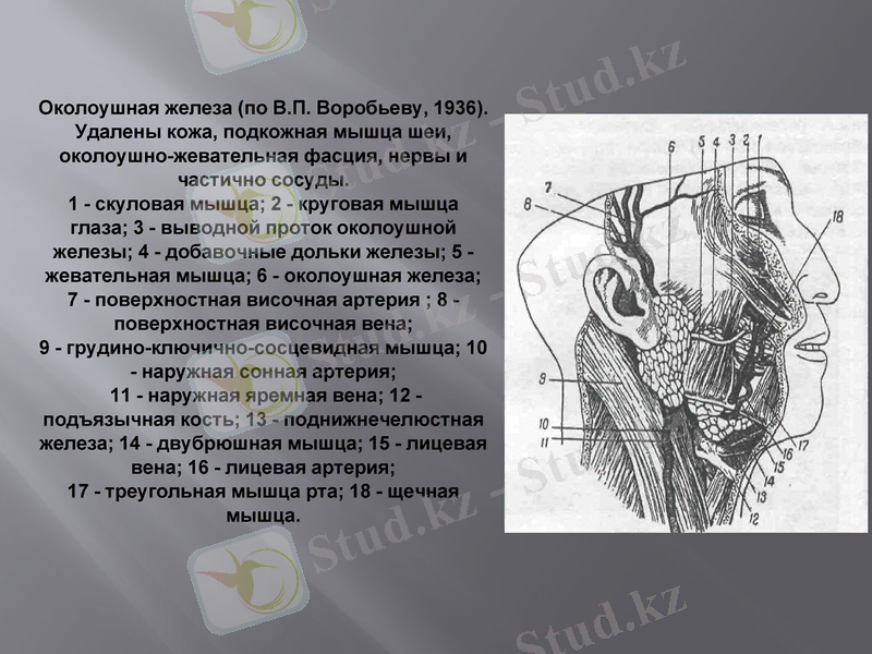 Slide 6