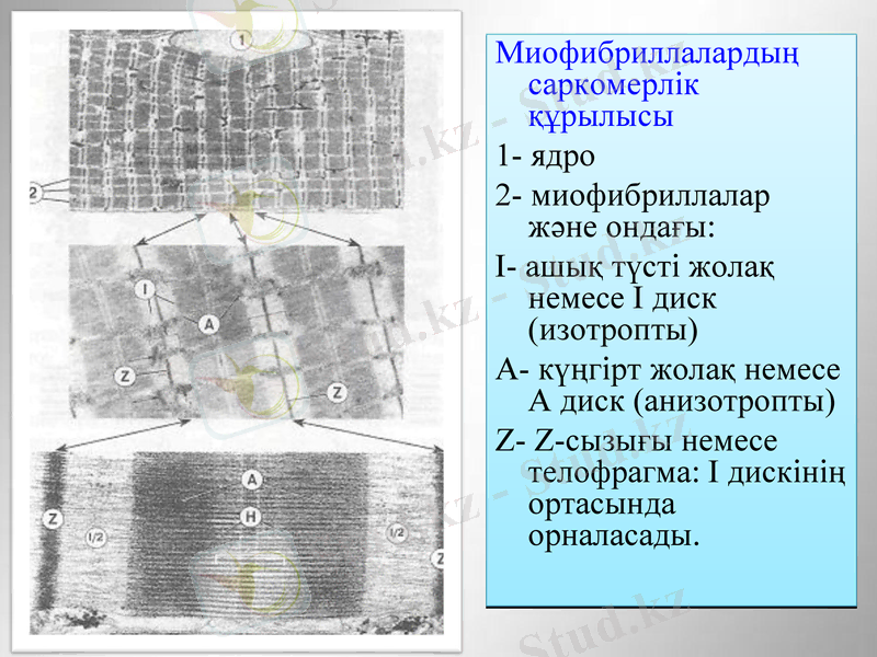 Slide 11