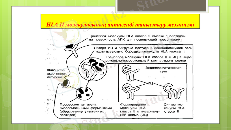 Slide 24