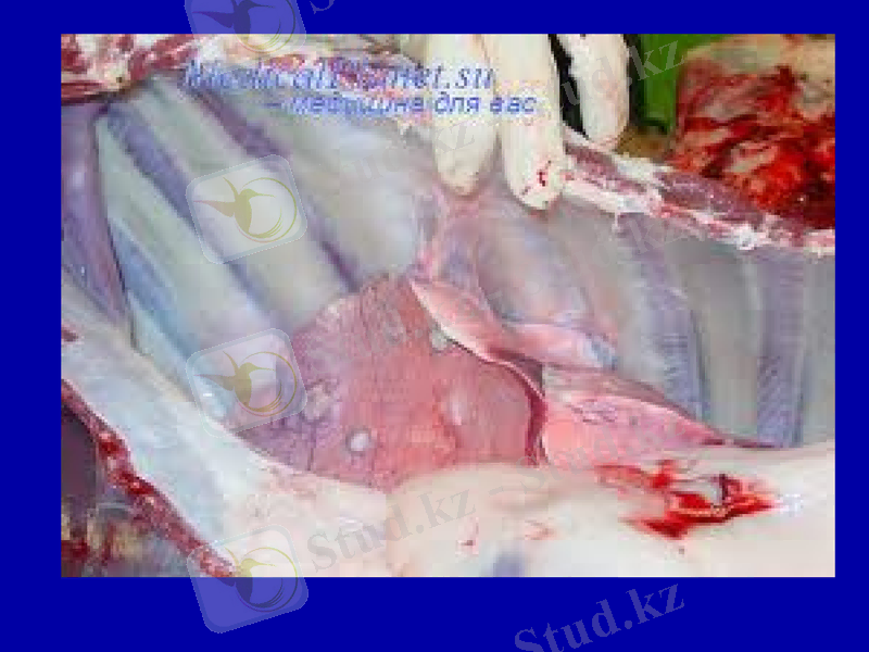Slide 31